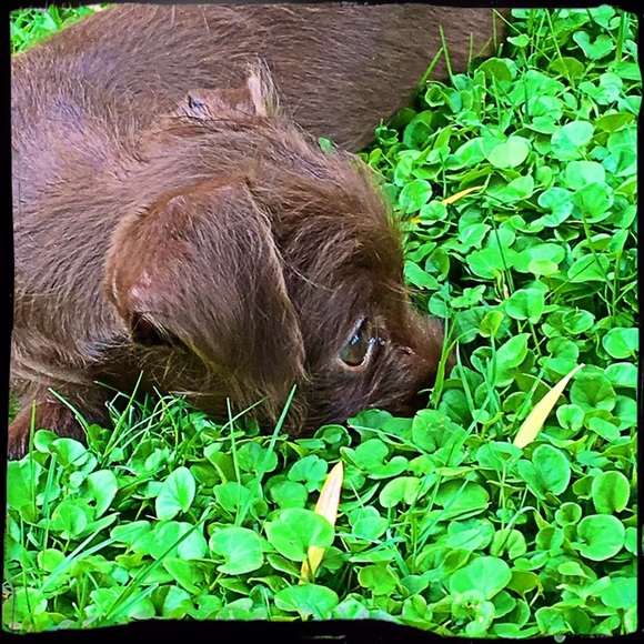 😘🐾Need A Smile? Silly & Sweet Puppy Break! 🐾😘 - Picture 6 of 12